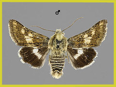 S. cardui