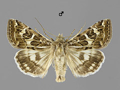 S. scutosa