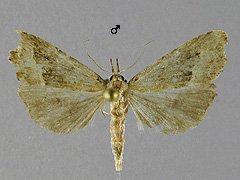 S. taenialis