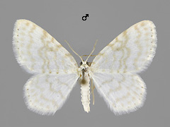 A. albulata