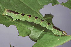 B. tibiale