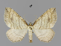 C. lapidata
