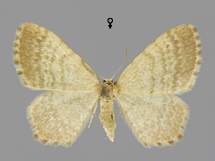 E. nebulata