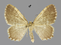 E. nebulata