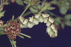 M. sagittatus