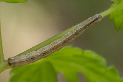 H. aemulata