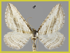 H. aquata