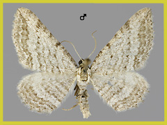 H. calligraphata