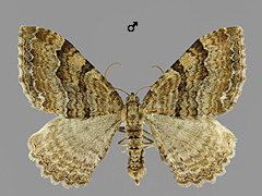 H. cervinalis
