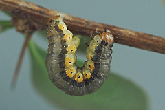 H. cervinalis