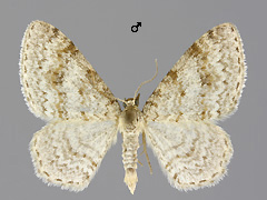 H. sylvata