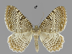 H. undulata