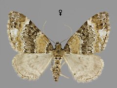 M. taeniata