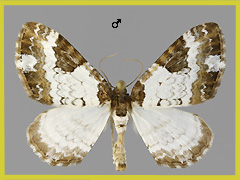M. procellata