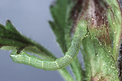 M. didymata