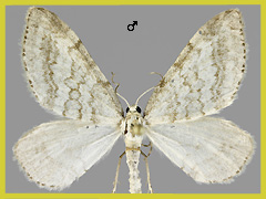 M. verberata