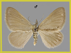 M. murinata