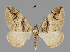 P. berberata
