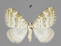 P. albulatum