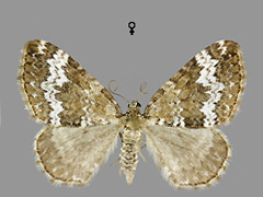 P. alchemillatum