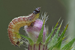 P. alchemillatum