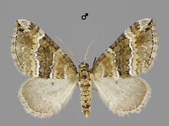 P. bifaciatum