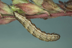 P. bifaciatum