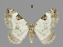P. blandiatum