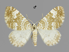 P. flavofasciatum
