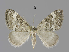 P. hydratum