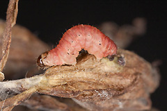 P. hydratum