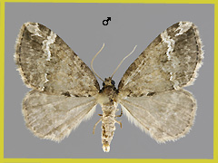 P. lugdunaria