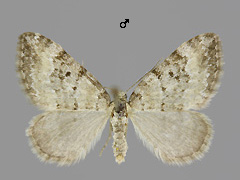 P. minoratum