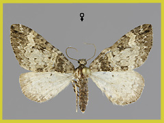 P. obsoletata