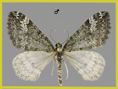 P. saxicola