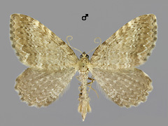 P. vetulata