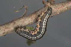 P. vetulata