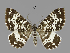R. subhastata