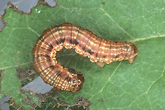 R. subhastata
