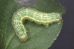 T. dubitata