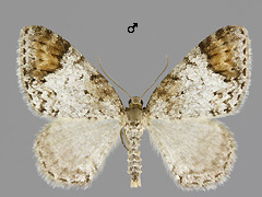 V. blomeri