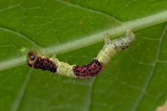 V. blomeri
