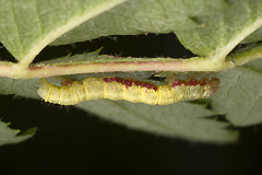 V. cambrica