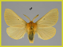 L. taraxaci