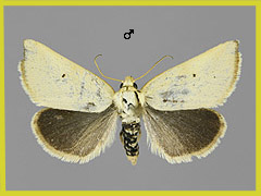 A. kaekeritziana