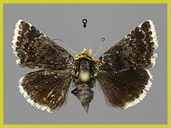 A. rupicola