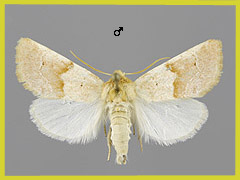 M. puniceago
