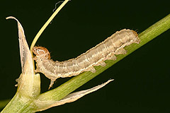 P. tenebrata