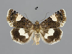 T. luctuosa