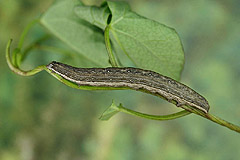 T. luctuosa